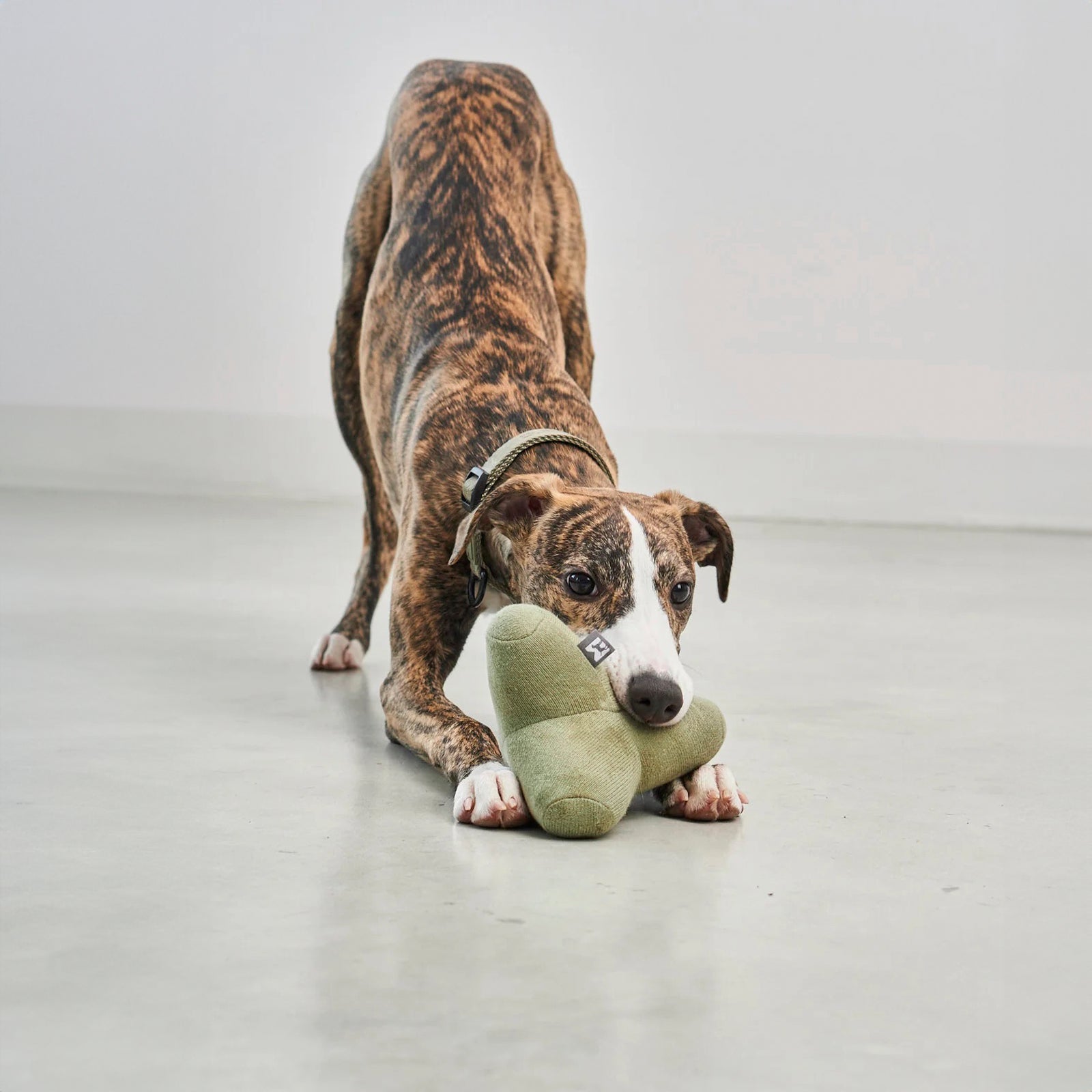 Hundespielzeug Quattro Dusty Green