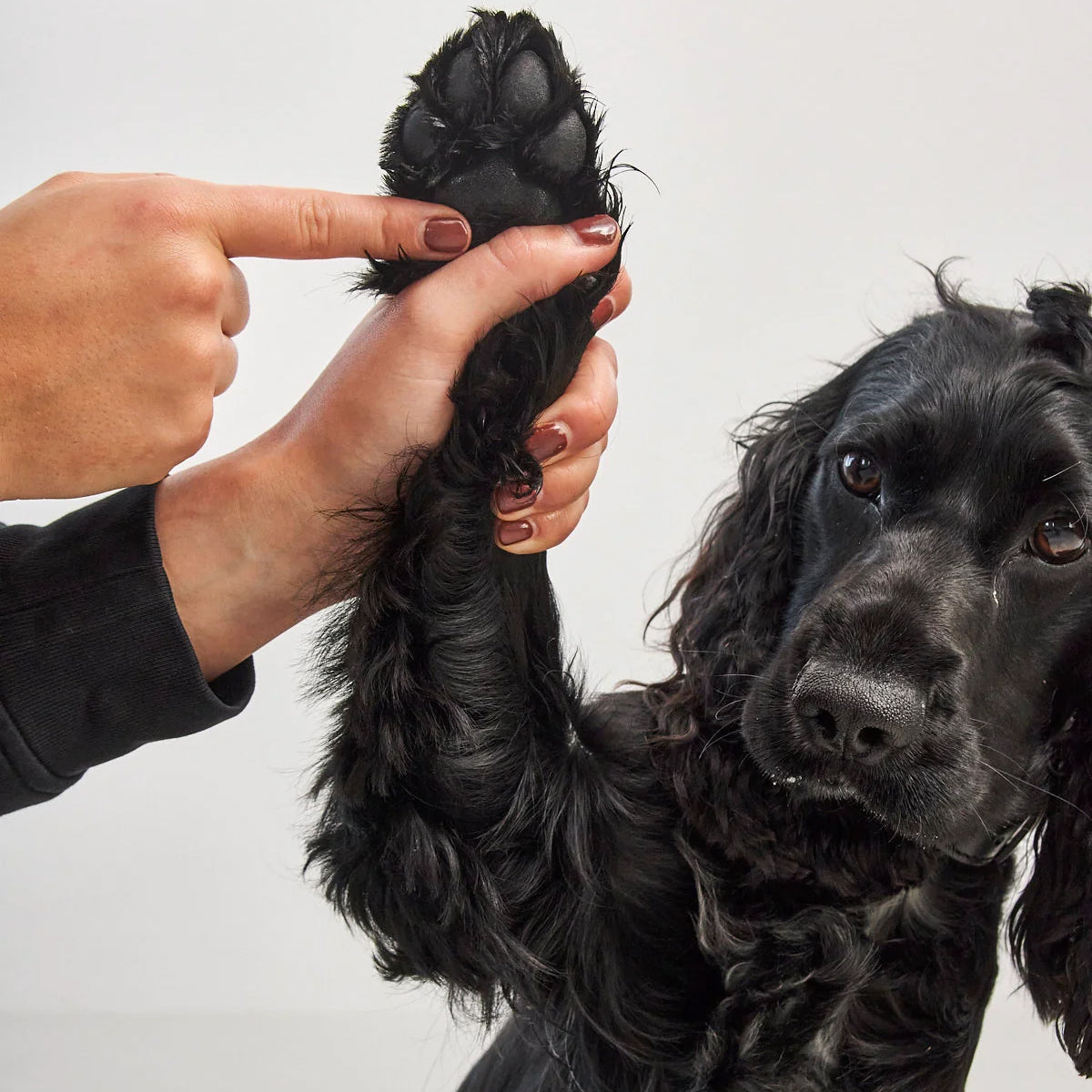 Paw and nose balm Zampa