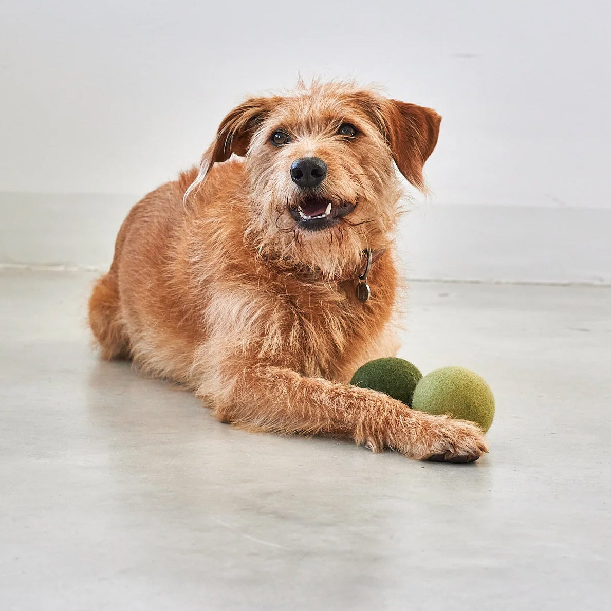 Dog toy Globo Moss