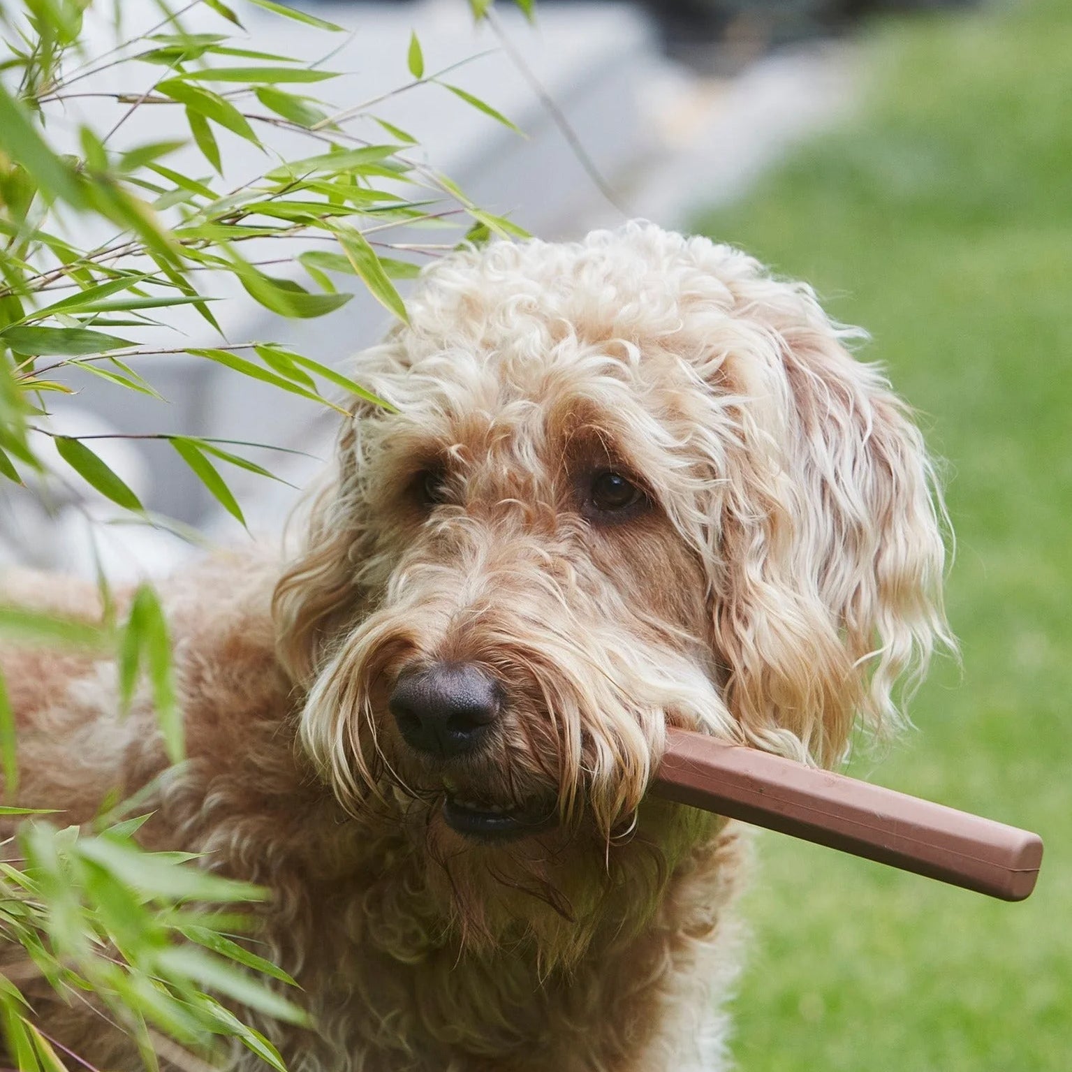 Ramo Sandalwood fetch toy