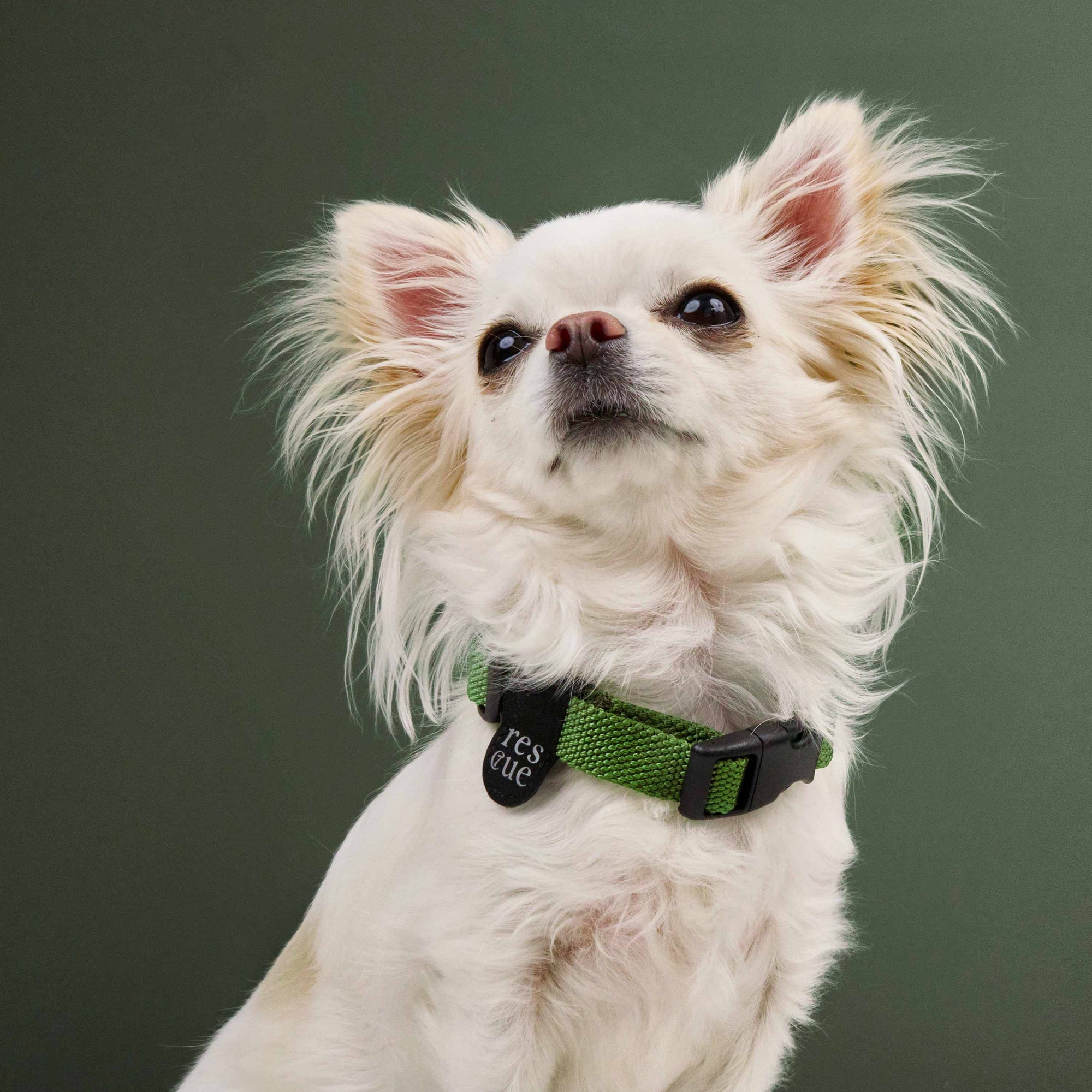 Hundehalsband Nylon RESC7UE Grün