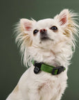 Hundehalsband Nylon RESC7UE Grün