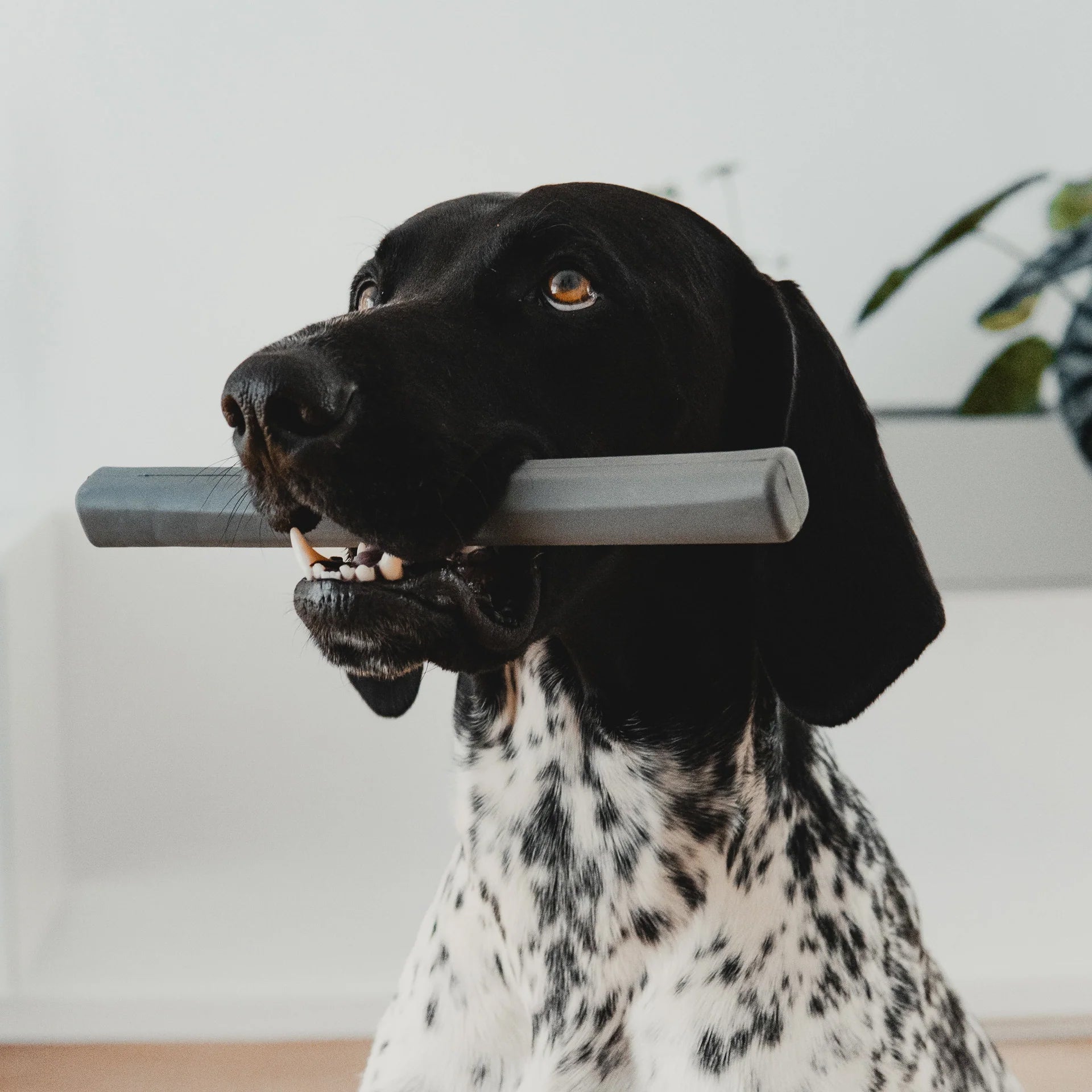 Ramo Slate fetch toy