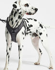 Dog harness Modena Asphalt