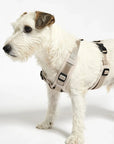 Dog harness Modena Greige