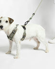 Dog harness Modena Grolive