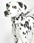 Hundehalsband Modena Greige