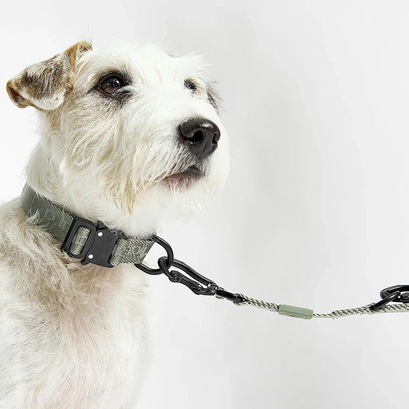 Hundehalsband Modena Grolive