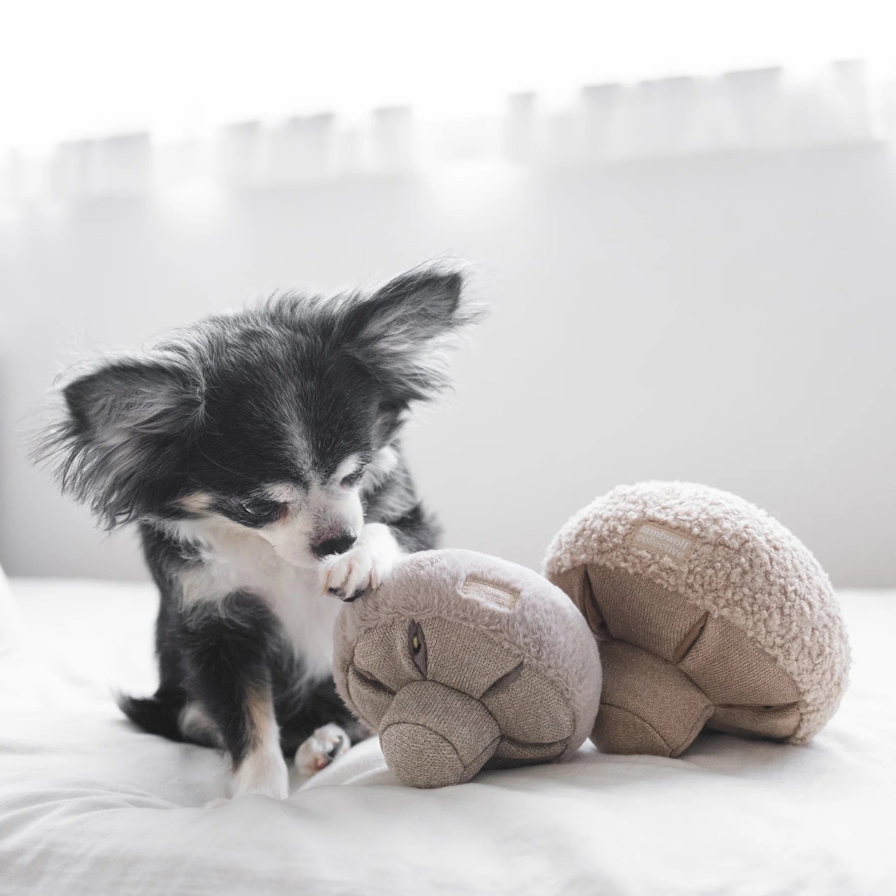 Hundespielzeug Schnüffelspiel Guu Pilz klein Haze