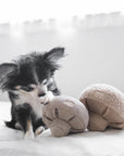 Hundespielzeug Schnüffelspiel Guu Pilz klein Haze