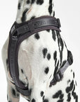 Dog harness Modena Asphalt