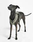 Dog harness Modena Grolive