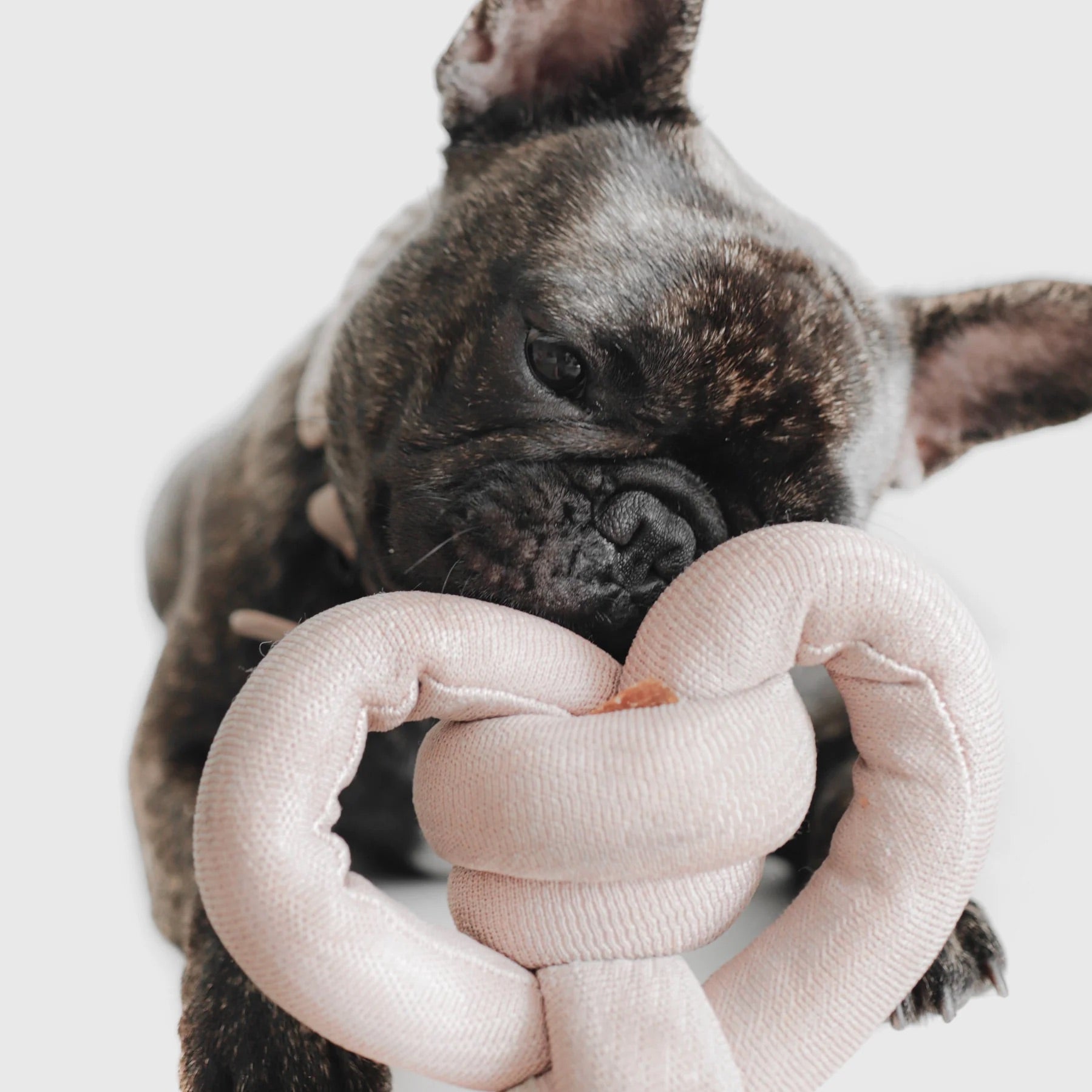 Hundespielzeug Quietscher NouNou