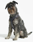 Dog harness Modena Asphalt