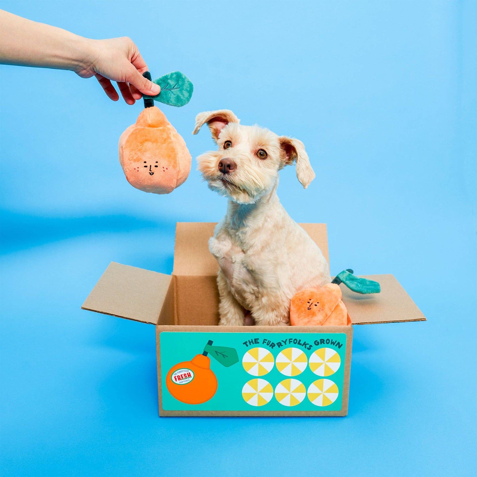 Schnüffelspiel Orange Hundespielzeug