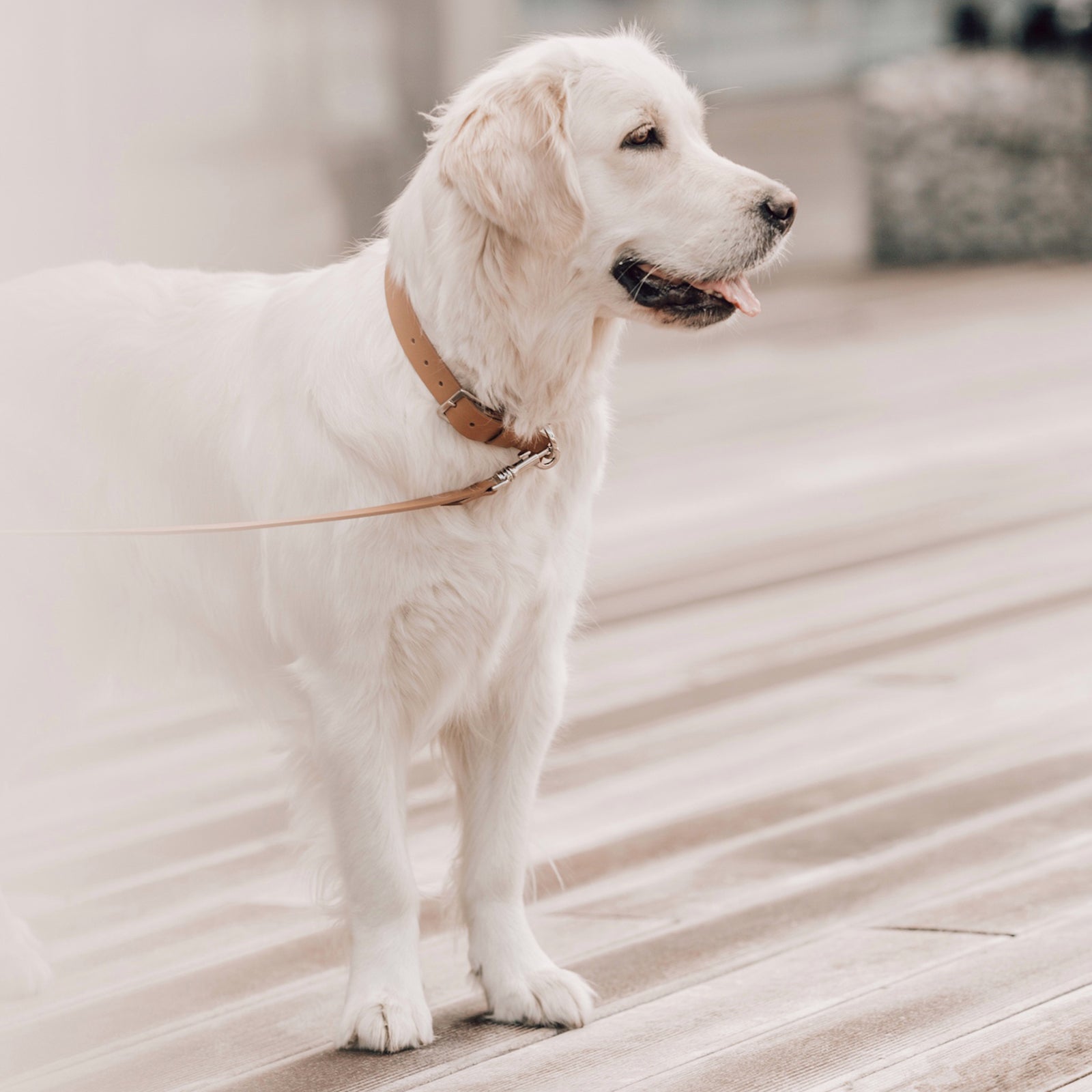 Hundehalsband Kollu camel
