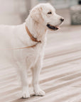 Hundehalsband Kollu camel