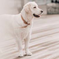 Hundehalsband Kollu camel