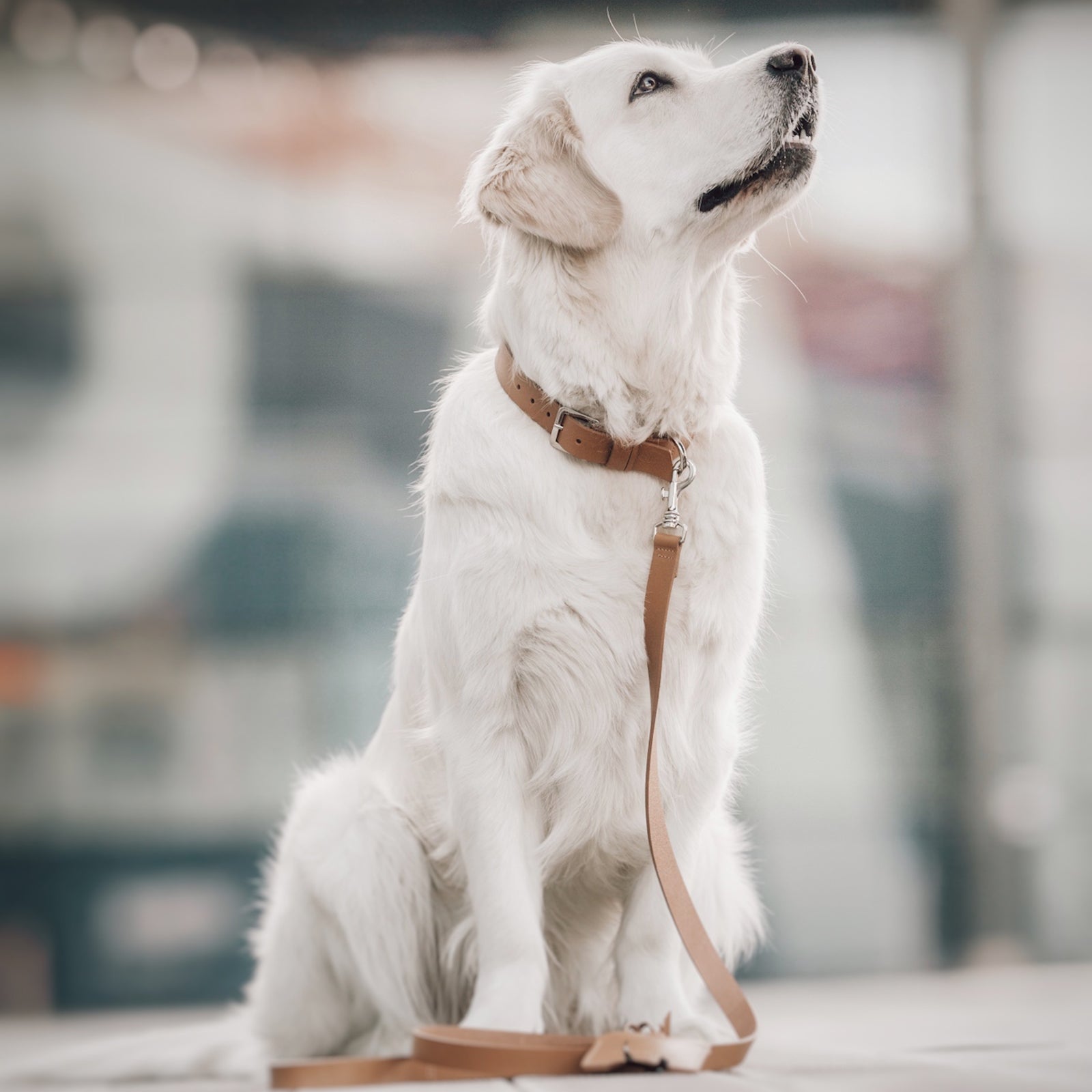 Hundehalsband Kollu camel