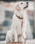 Hundehalsband Kollu camel