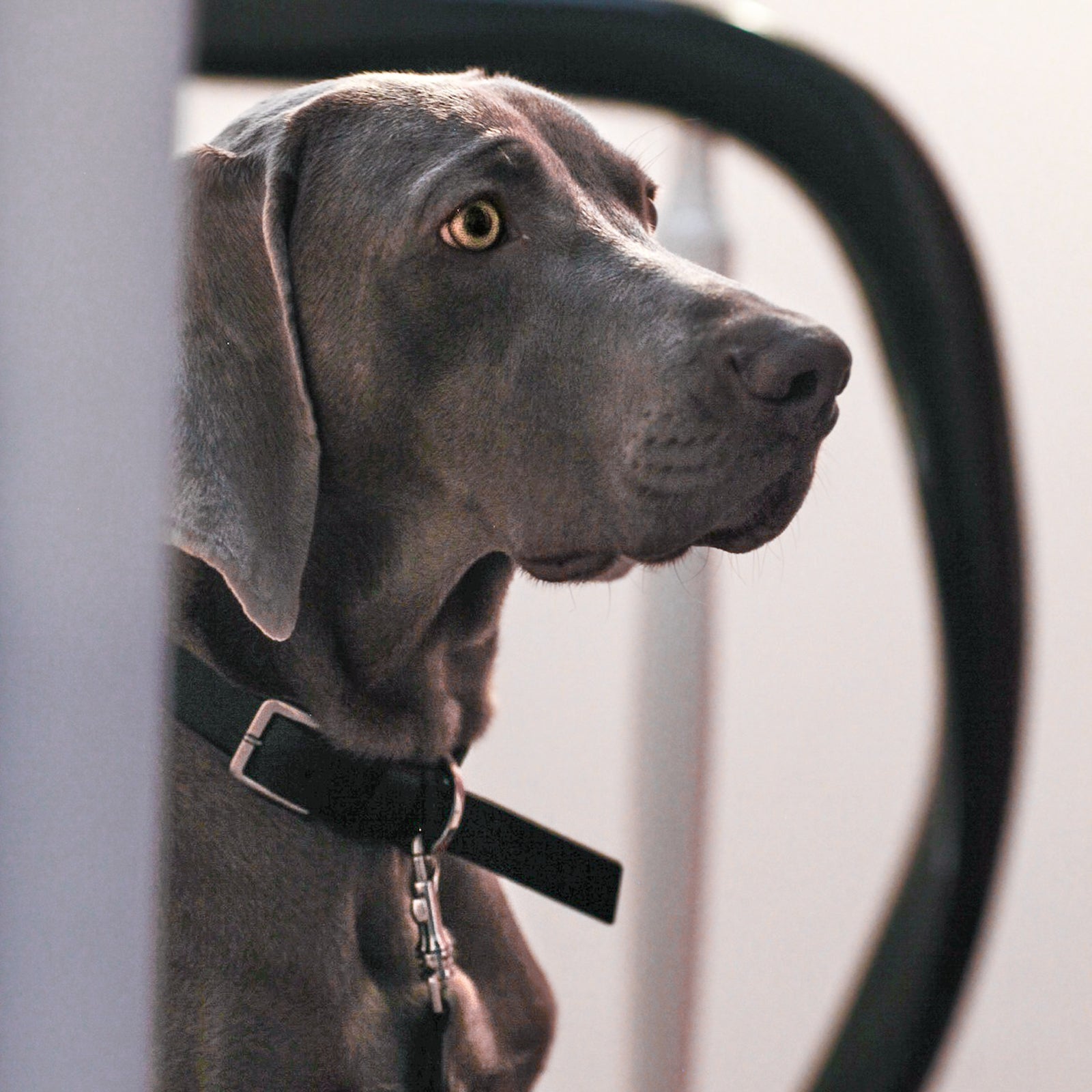 Hundehalsband Kollu black