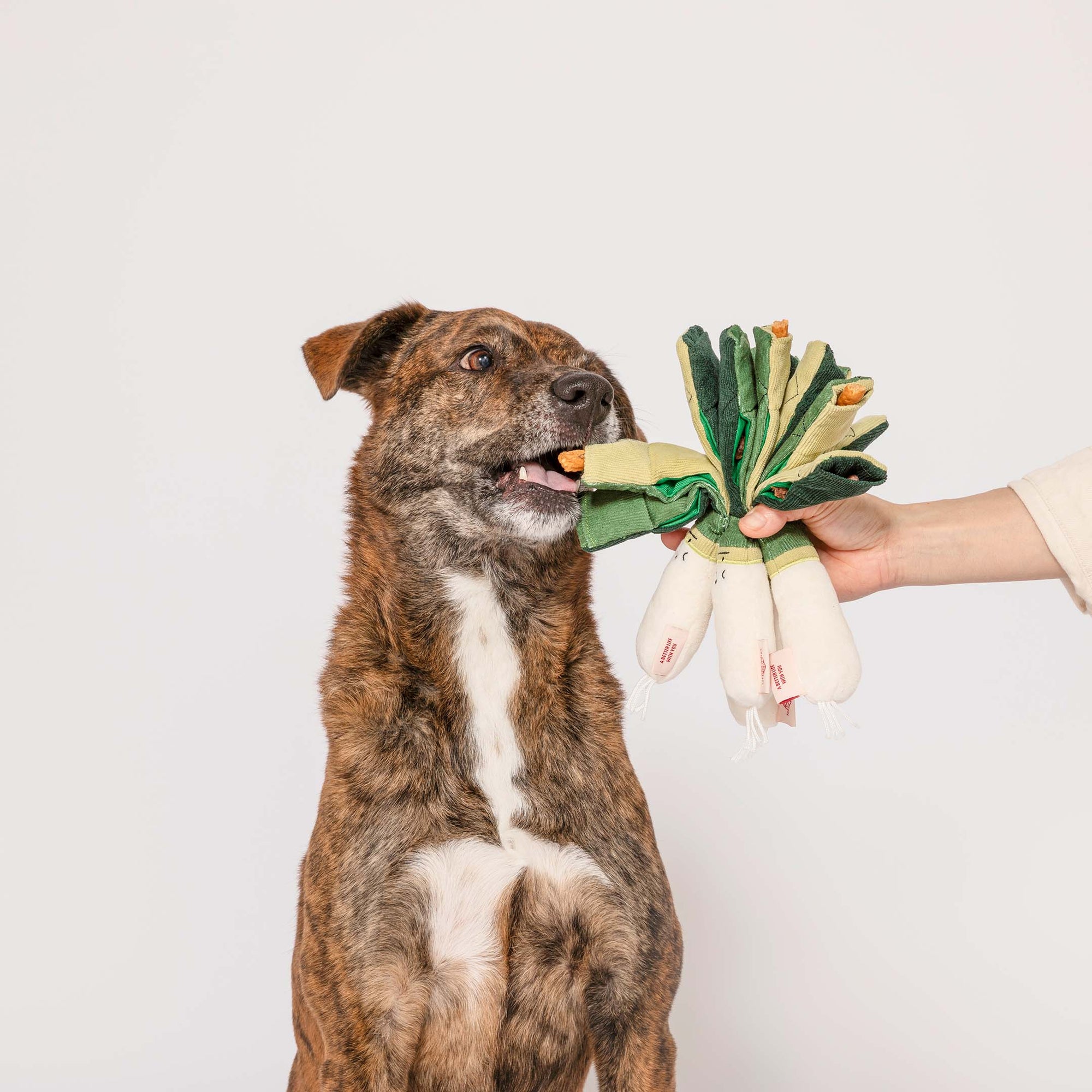 Schnüffelspiel Frühlingszwiebeln Hundespielzeug