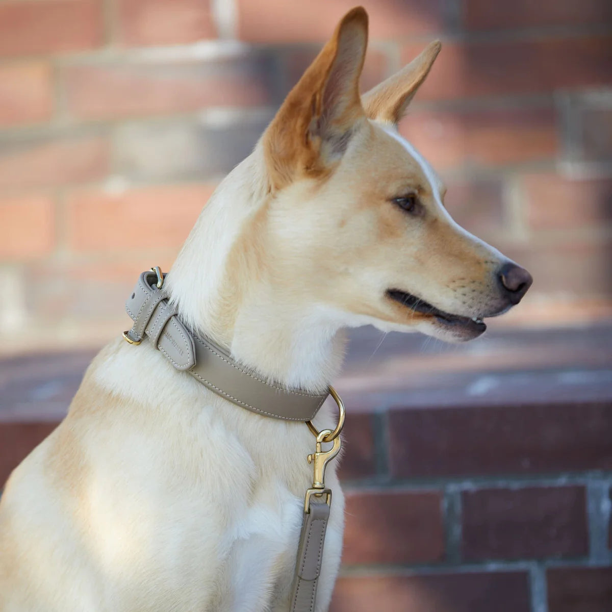 Hundehalsband Sand