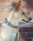 Hundehalsband Sand