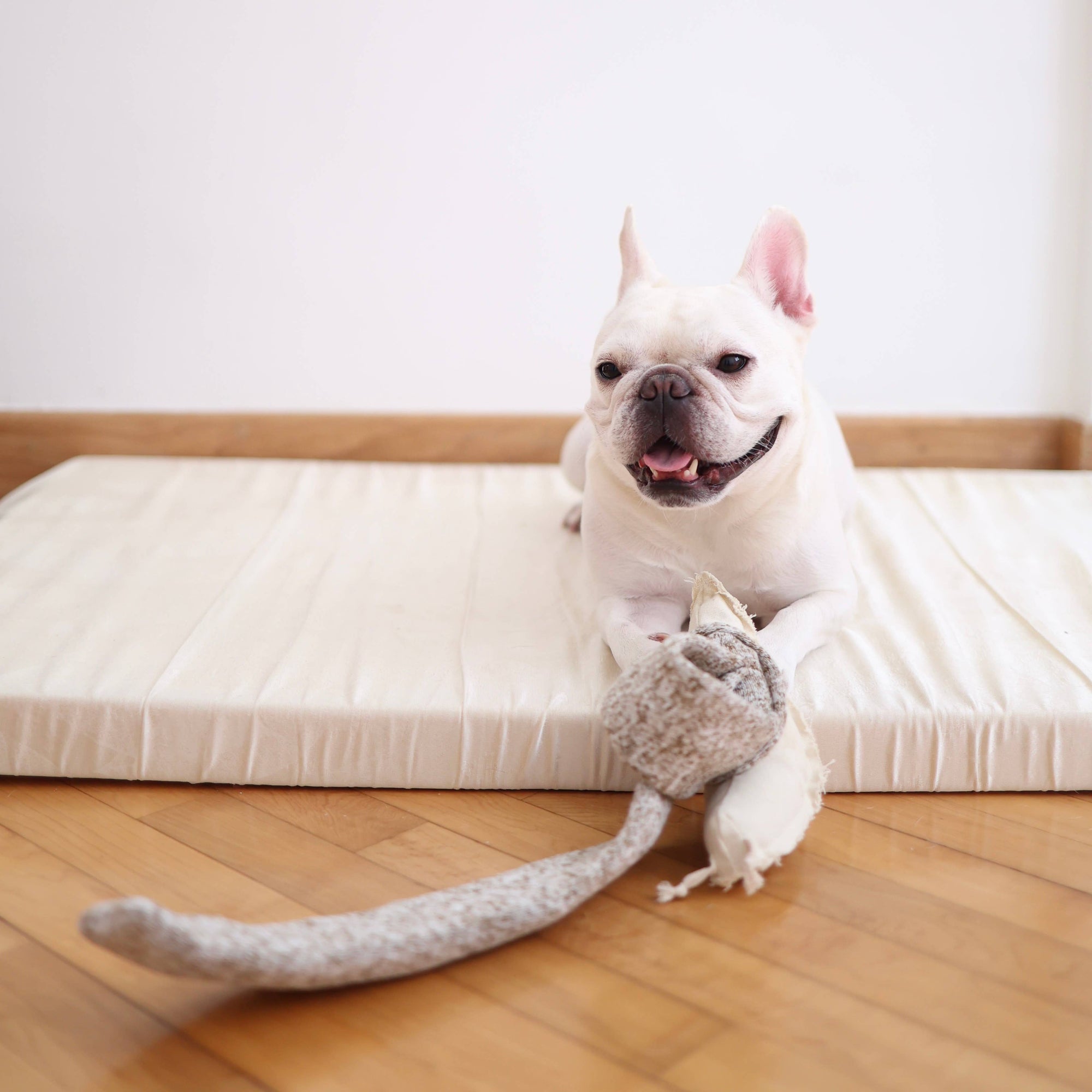 Hundespielzeug Schnüffelspiel Schnecke