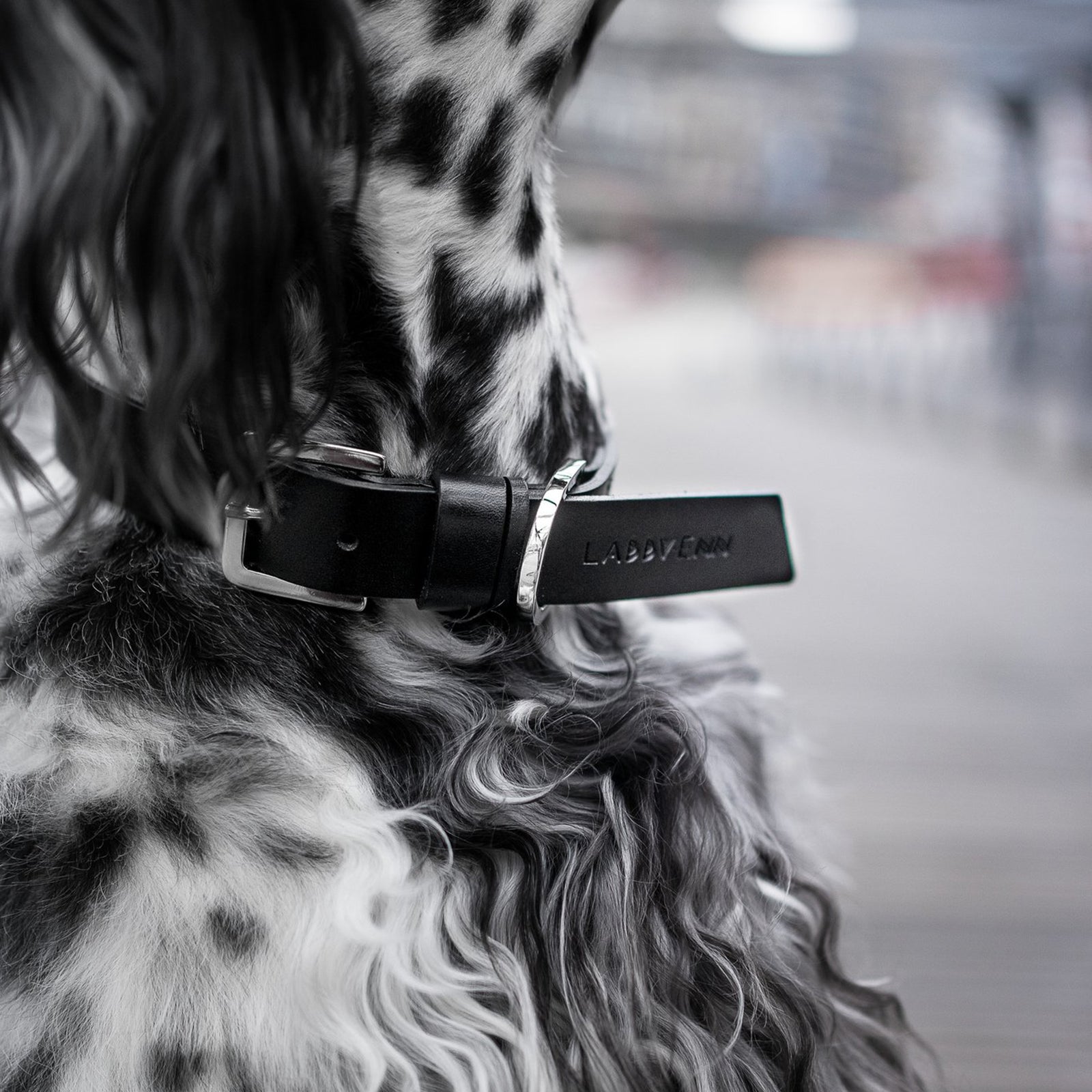 Hundehalsband Kollu black