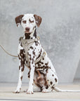 Leather dog harness Sand