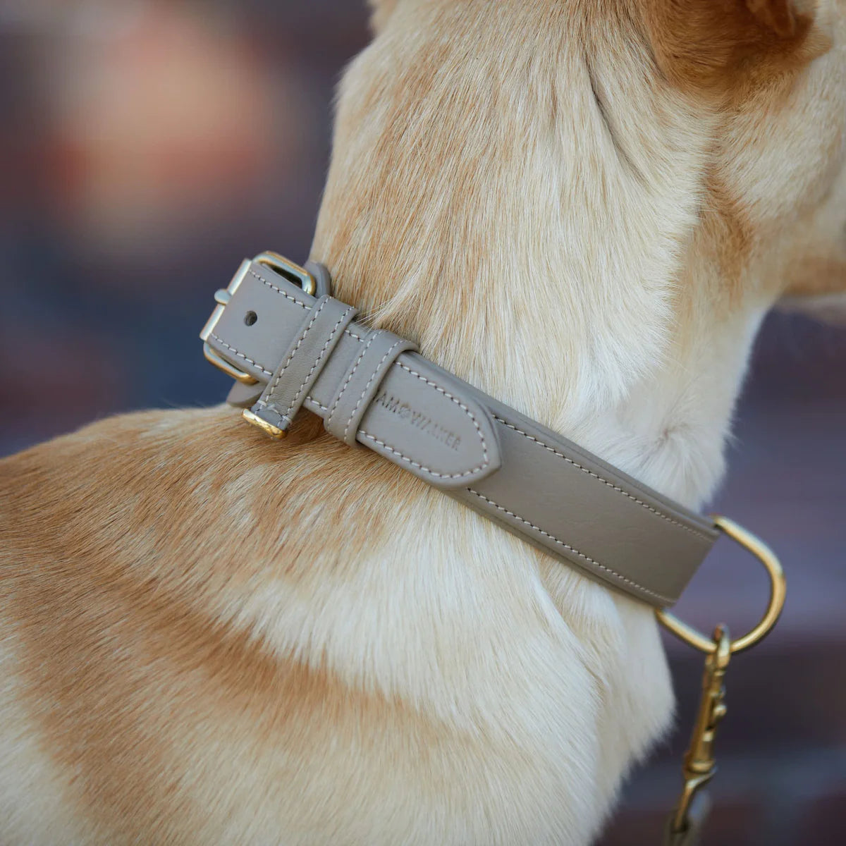 Hundehalsband Sand