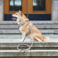 Leder-Hundegeschirr Sand