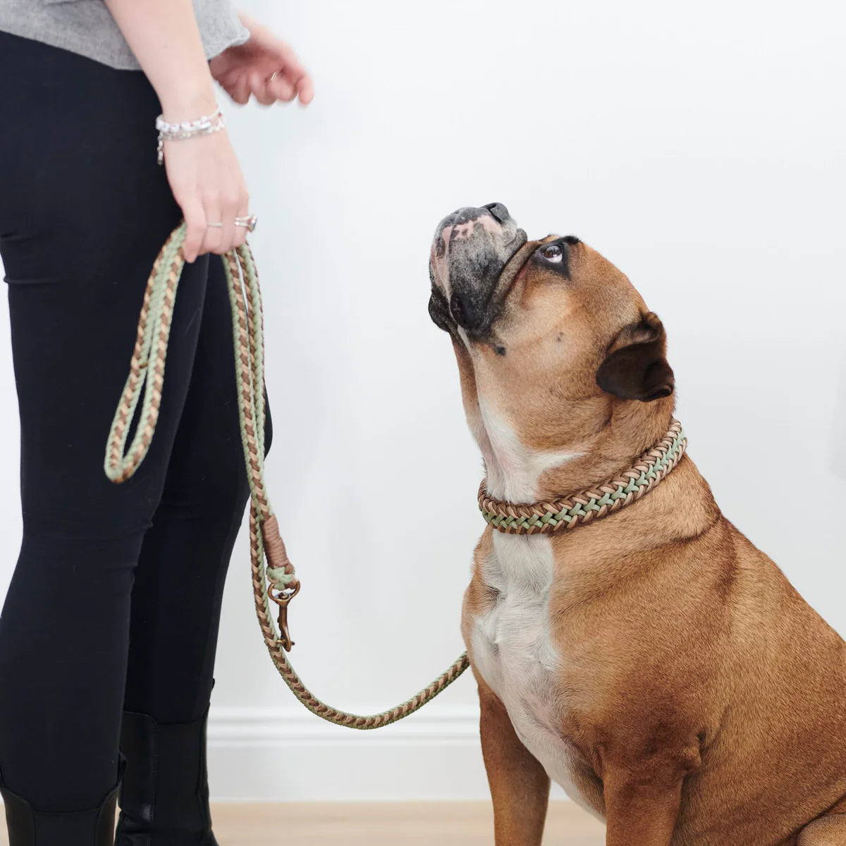 Paracord Hundehalsband Shire Limited