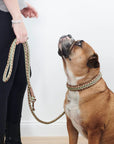 Paracord Hundehalsband Shire Limited