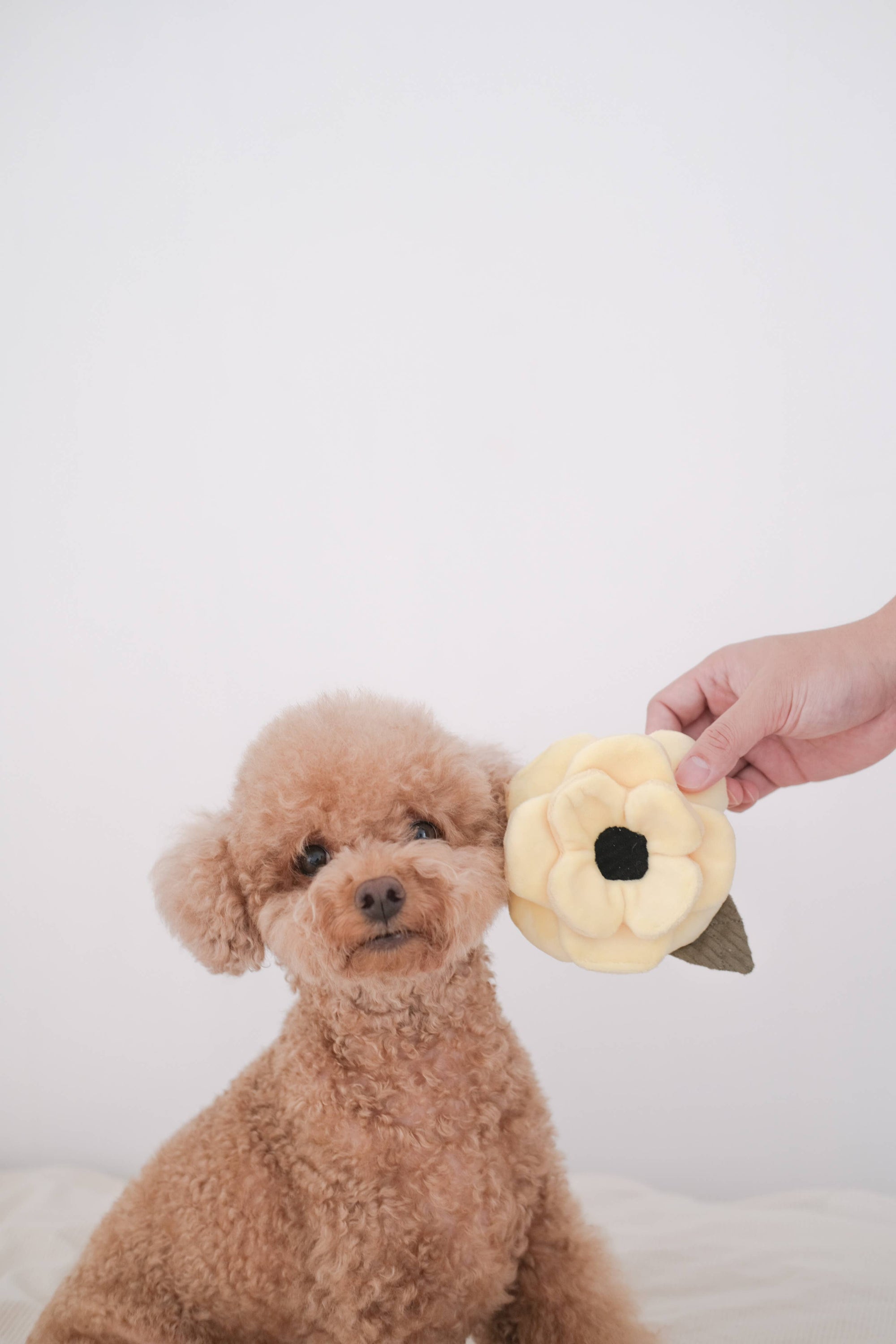 Hundespielzeug Mohnblume klein gelb