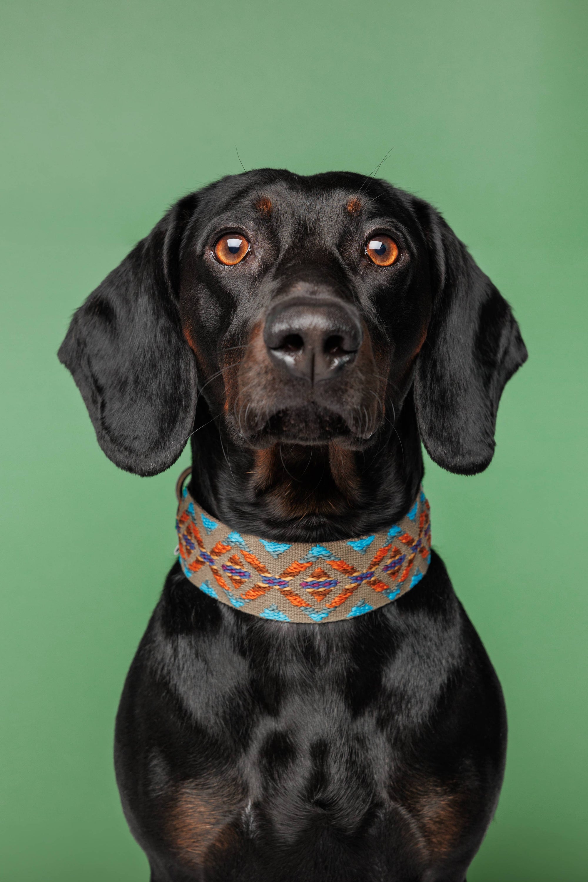 Hundehalsband Etna Green