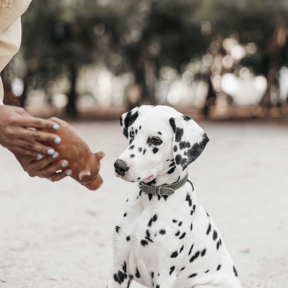 Hundespielzeug Rub Piggy Bank Grösse L