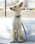 Hundehalsband Sand
