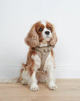 Leather dog harness Sand
