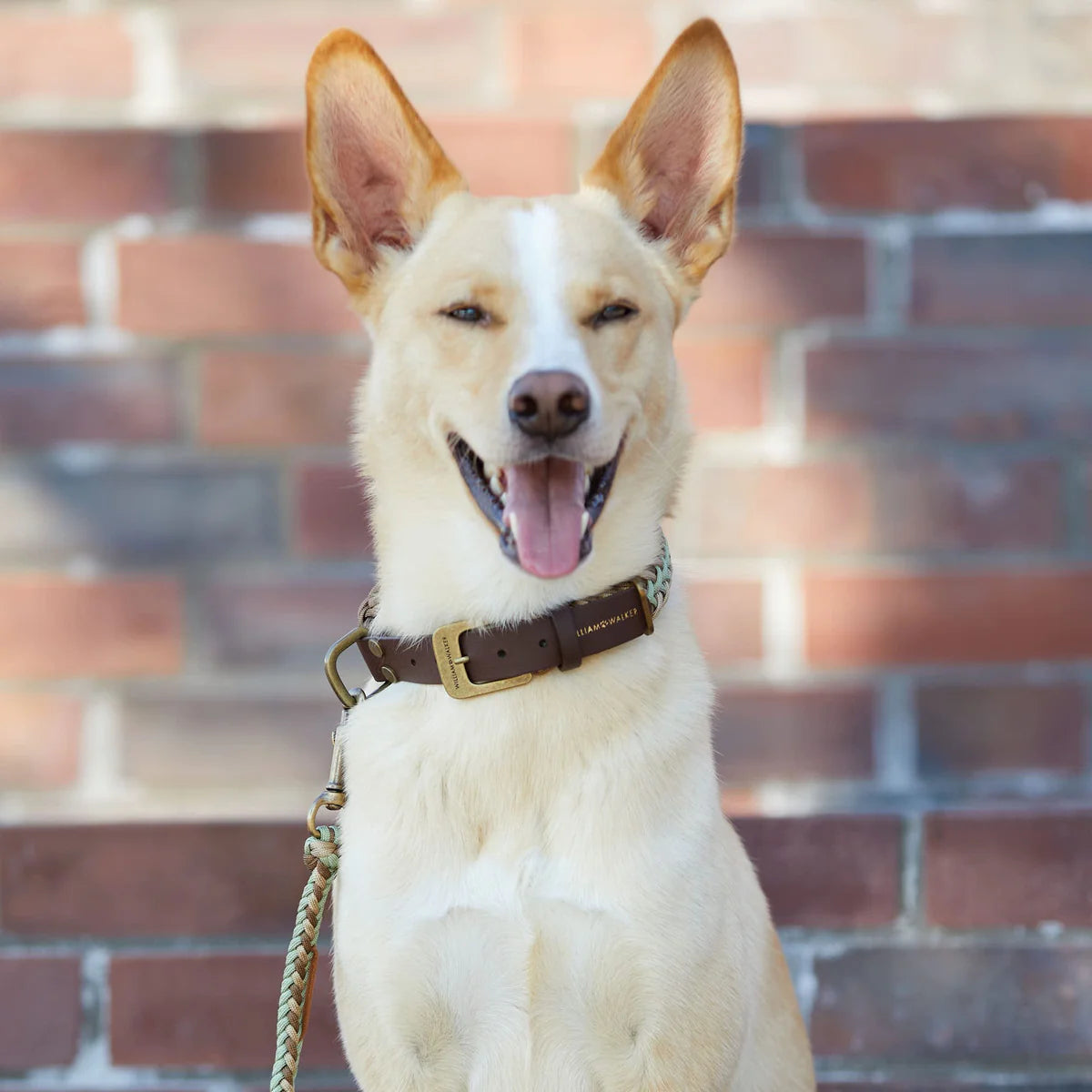 Paracord Hundehalsband Shire Limited