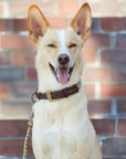 Paracord Hundehalsband Shire Limited