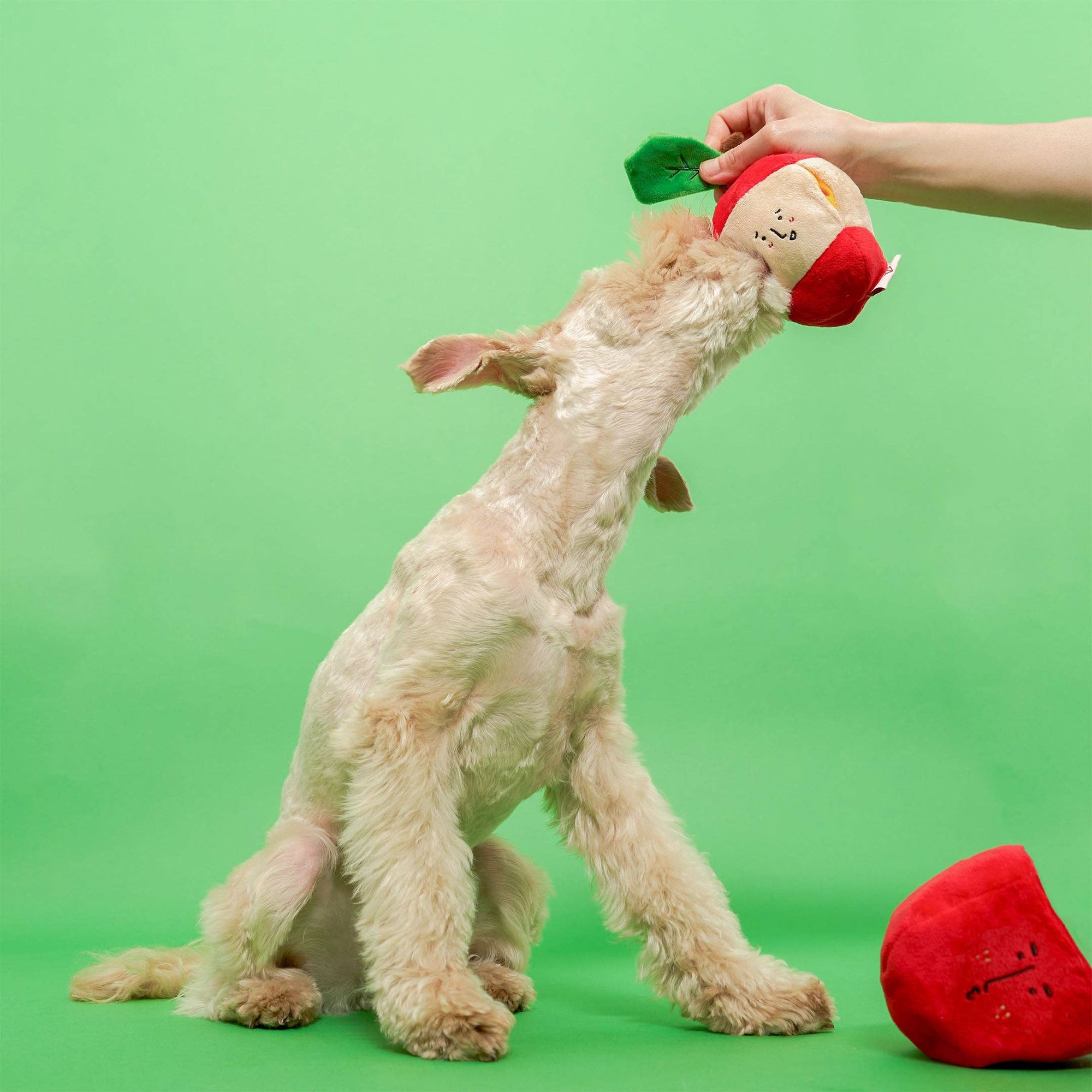 Schnüffelspiel Apple Nosework Hundespielzeug