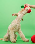 Schnüffelspiel Apple Nosework Hundespielzeug