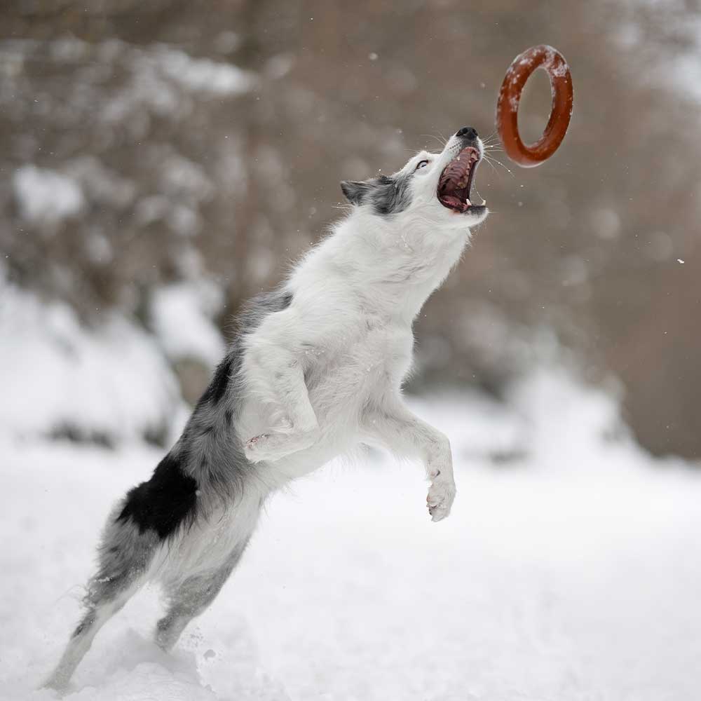 Hundespielzeug Rub Bite Grösse M