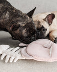 ENGELFISCH//BEREICHERUNGSSPIELZEUG FÜR HUNDE