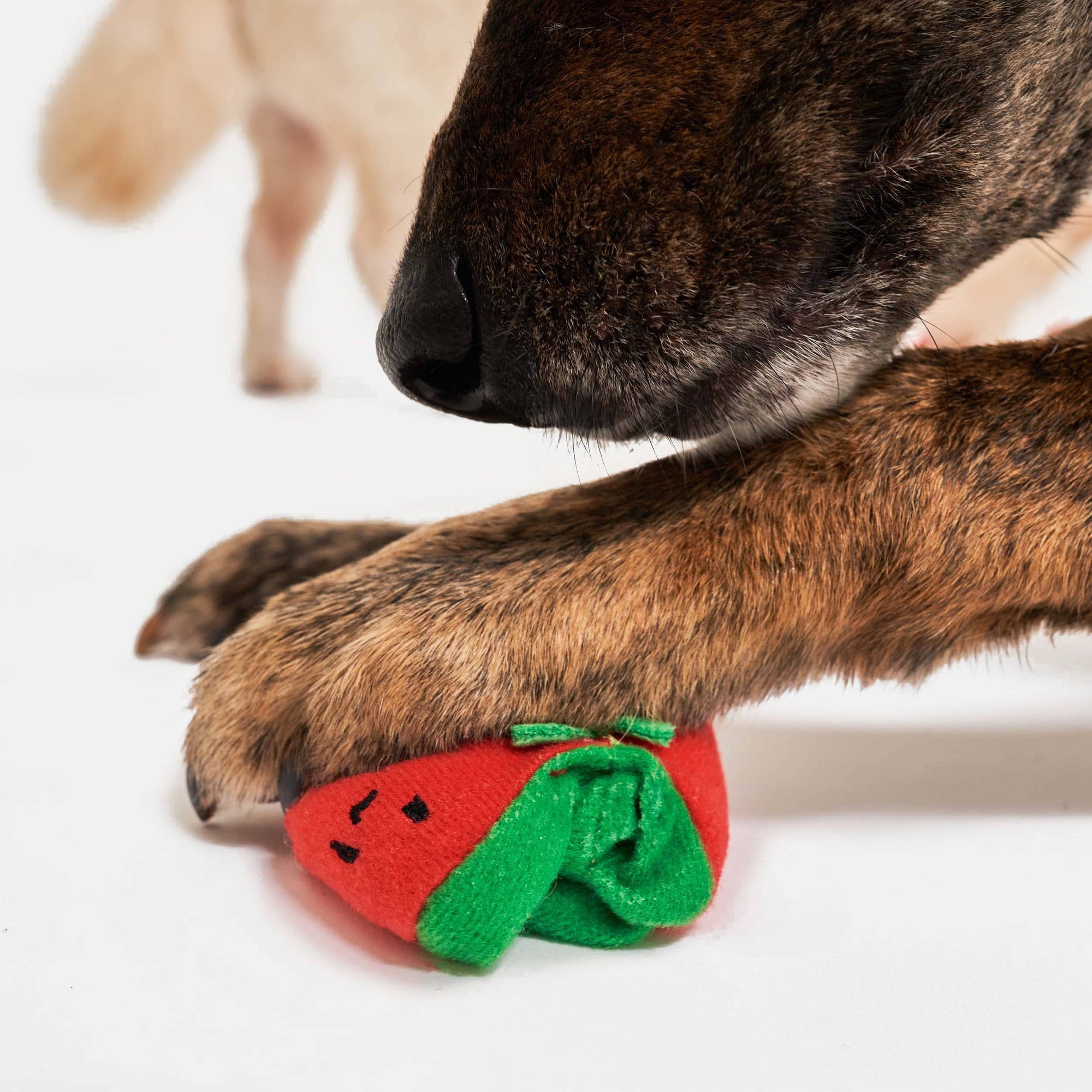 Schnüffel- und Ziehspielzeug mit Kirschtomaten