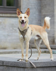 Leather dog harness Sand