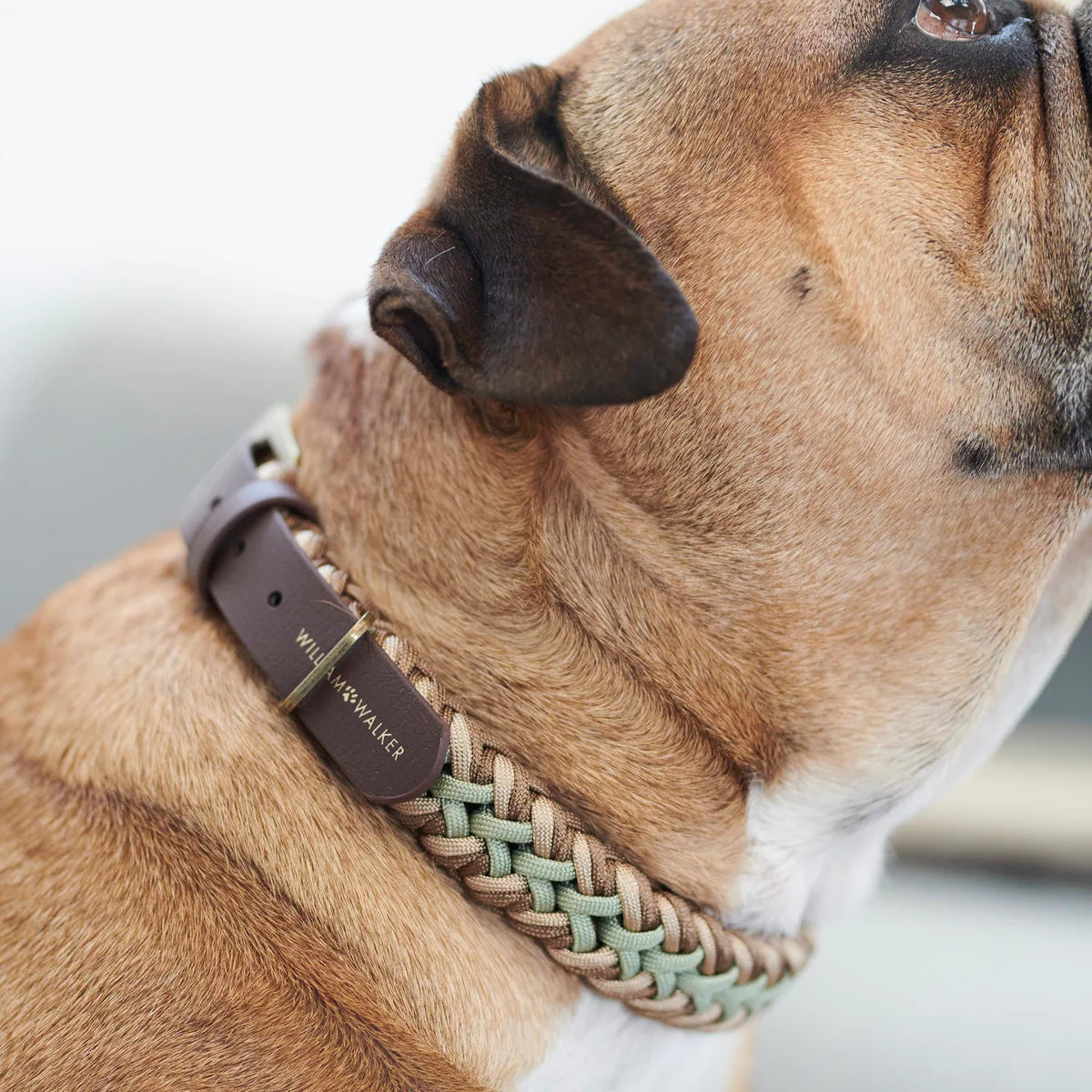 Paracord Hundehalsband Shire Limited