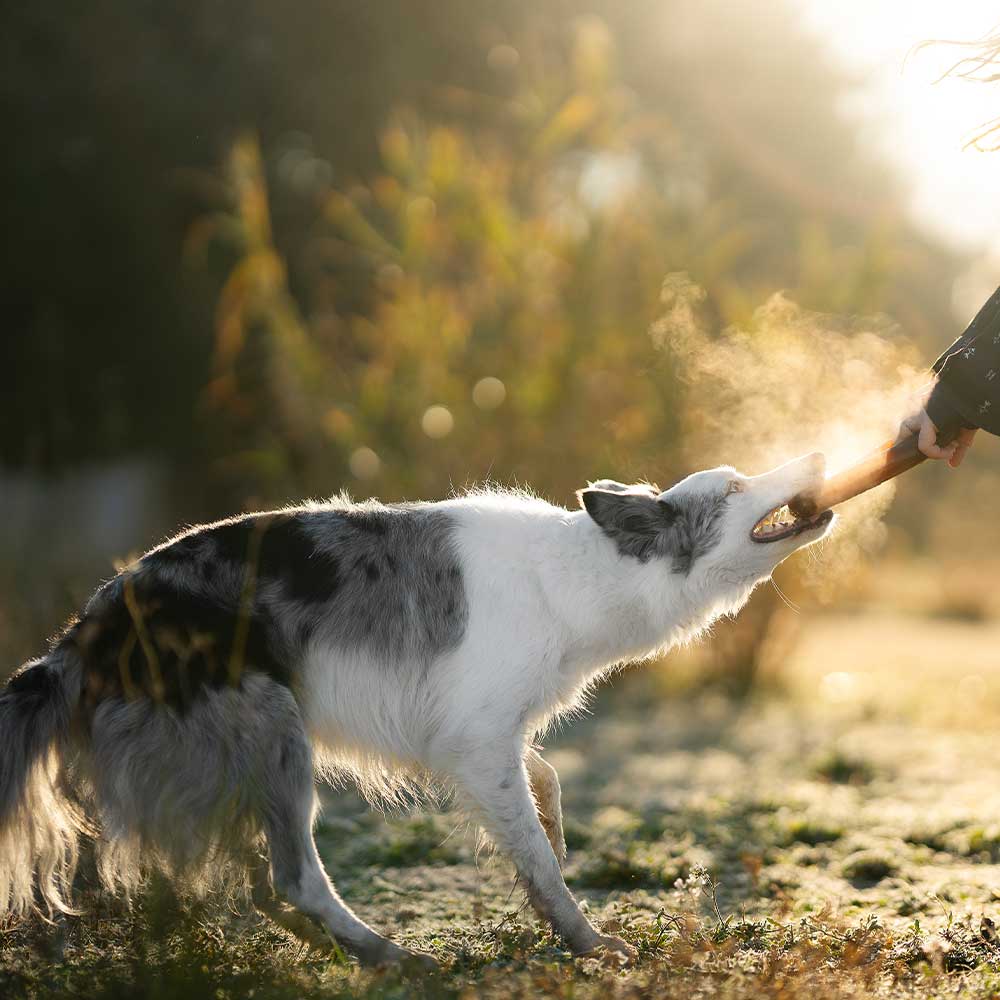 Hundespielzeug Rub Bite Grösse M